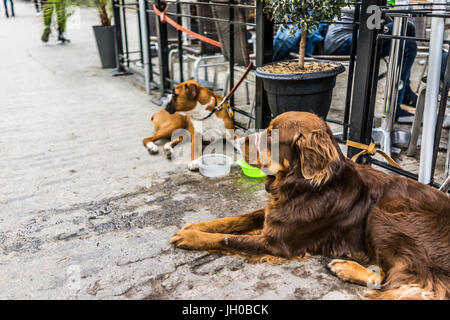 Zwei Hunde vom Restaurant mit Futternäpfe liegend Stockfoto