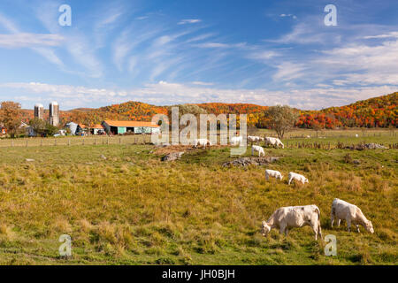 Eine Rinderherde Charolais Rind (Bos Taurus Taurus) Weiden in einem Feld im Herbst in L'Ange-Gardien, Ouaouais, Quebec, Kanada. Stockfoto