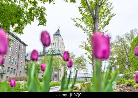 Quebec Stadt, Kanada - 29. Mai 2017: Preis Gebäude Wolkenkratzer mit violette Tulpen im Park closeup Stockfoto