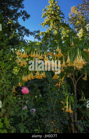 Die Engelstrompete Blumen, Rombauer Weinberge, Silverado Trail, St. Helena, Napa Valley, Napa County, Kalifornien, USA, Nordamerika Stockfoto