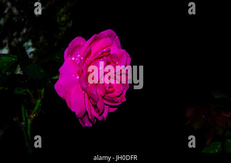 Bild von rosa rose Blume Stockfoto