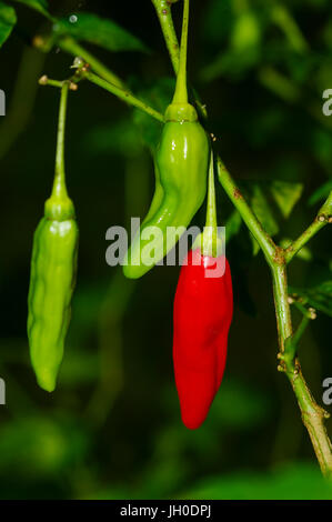 Rote und grüne Peperoncini Pfeffer auf einem Busch Stockfoto