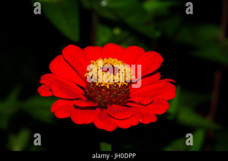 Intensive rote Blüte mit gelber Mitte Stockfoto