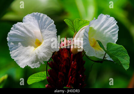 Cheilocostus Speciosus oder Crêpe Ingwer ist eine Art von blühenden Pflanzen der Gattung Cheilocostus. Stockfoto