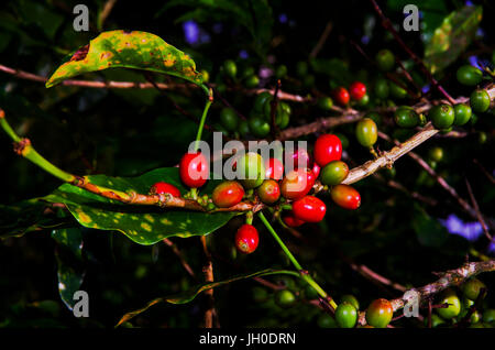 rote und grüne Kaffeebohnen auf ein Kaffeebaum Stockfoto