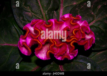 Celosia Blumen Magenta tiefrot fast rosa Stockfoto