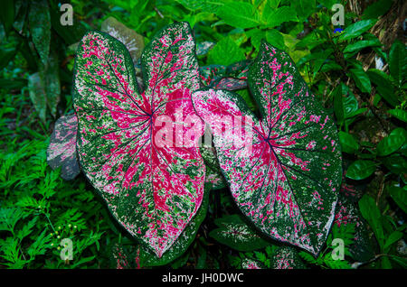 Caladium bicolor auch genannt Engelsflügel, Herz Jesu und Elefanten-Ohr Stockfoto