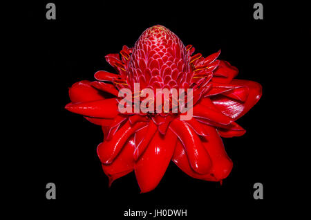 Rote Blume Etlingera Elatior genannt auch Ingwer Blume oder Fackel Ingwer Stockfoto