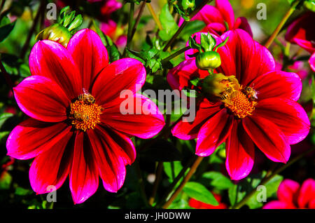 Rote Blumen mit Honig-Bienen Stockfoto