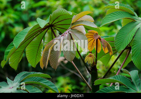 Blätter von der Cecropia Peltata ist ein schnellwüchsiger Baum der Gattung Cecropia. Trivialnamen sind Trompetenbaum und Snakewood. Stockfoto