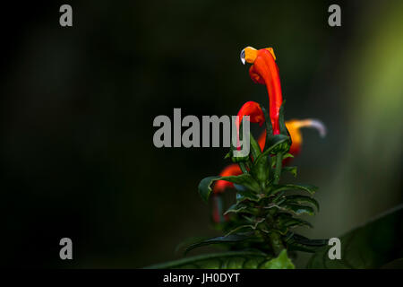 Ref-Blume mit Regen fallen in den Regenwald von Panama Stockfoto