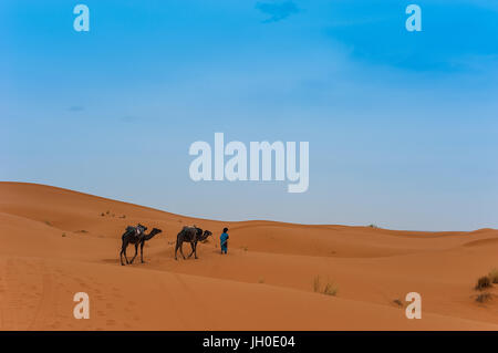 Kamel-Karawane in Erg Chebbi Wüste, Sahara Wüste in der Nähe von Merzouga, Marokko Stockfoto