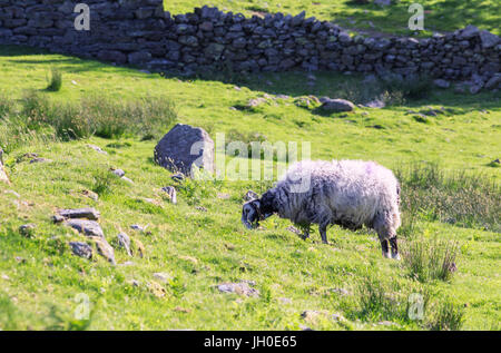 Herdwick Schafe grasen auf dem grünen Rasen Stockfoto