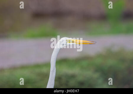 Silberreiher in der Natur hautnah Vogel in der Natur Thailand Stockfoto