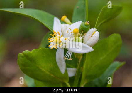 Blume der Bergamotte Früchte am Baum im Garten Stockfoto