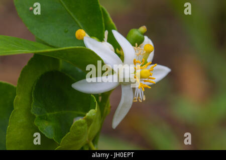 Blume der Bergamotte Früchte am Baum im Garten Stockfoto