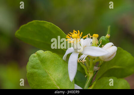 Blume der Bergamotte Früchte am Baum im Garten Stockfoto