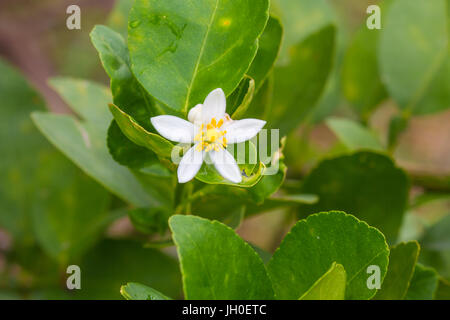 Blume der Bergamotte Früchte am Baum im Garten Stockfoto