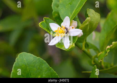 Blume der Bergamotte Früchte am Baum im Garten Stockfoto