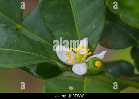 Blume der Bergamotte Früchte am Baum im Garten Stockfoto