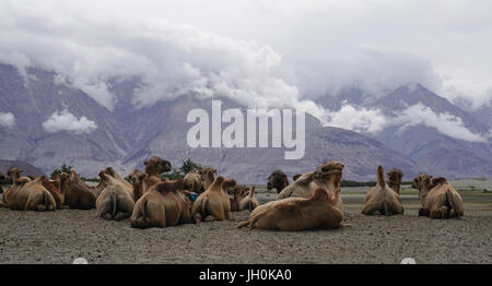 Baktrische Kamele im Nubra Valley, Ladakh, Indien. Das Tal wurde für Touristen bis Hunder (das Land der Sanddünen) bis 2010. Stockfoto