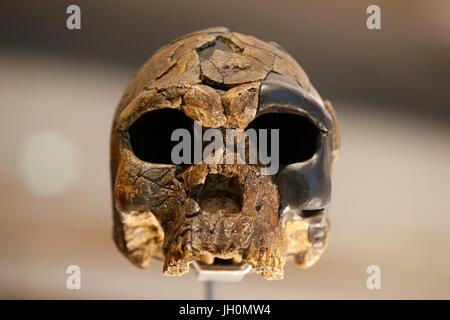 MusŽe de l ' Homme, Museum of Mankind, Paris. Schädel von Homo Sapiens. Frankreich. Stockfoto