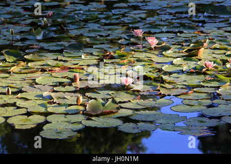 Seerosen. Die Teiche von Corot. Ville d ' Avray. Stockfoto