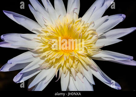 Nahaufnahme der Blüte weiß gelbe Seerose Stockfoto