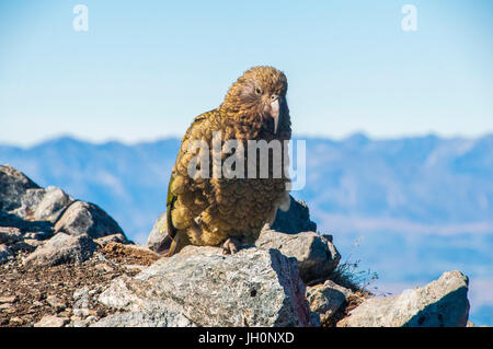Kea, die Welten nur alpine Papagei Stockfoto