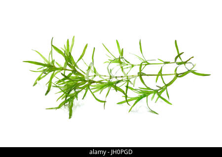 Laminaria Algen isoliert auf weißem Hintergrund, Aquarell Algen, Rasen, Bush isoliert auf weißem Hintergrund. Stockfoto