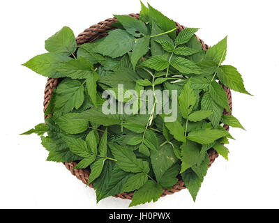 Himbeerblaetter, Rubus, Idaeus, Himbeerblatt Stockfoto