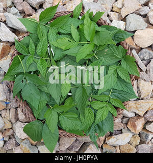 Himbeerblaetter, Rubus, Idaeus, Himbeerblatt Stockfoto