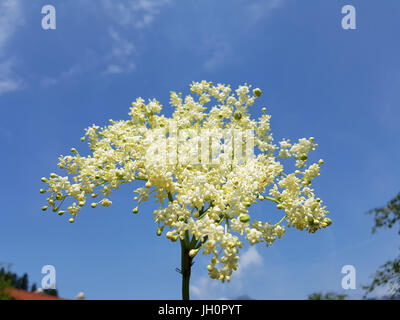 Holunderblueten; Sambucus; Nigra; Holunder Stockfoto