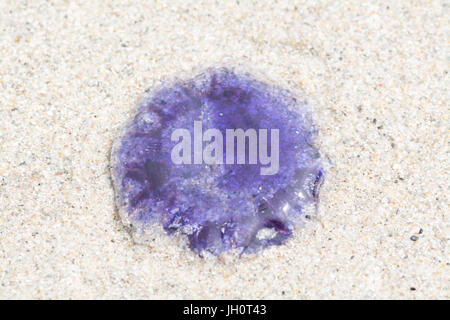 Quallen am Sandstrand Stockfoto