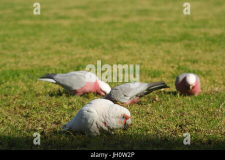 Lange Fadenschnabel Corella, Cacatua tenuirostris und Rosa Galahs, Eolophus roseicapilla, Fütterung in kurzem Gras. Stockfoto