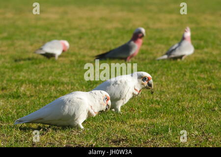 Östliche lange fakturierte Corella Stockfoto