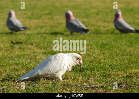 Corella, Cacatua tenuirostris. Stockfoto