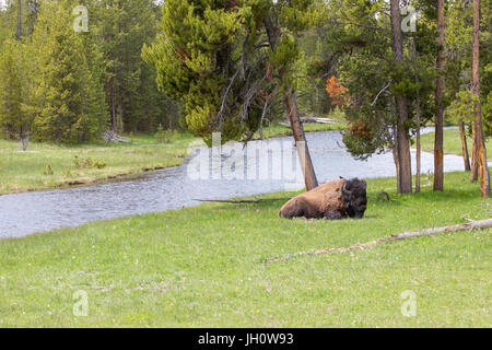 Ein Bison liegt in der Wiese entlang des Nez Perce Creek im Yellowstone-Nationalpark, Wyoming, USA Stockfoto