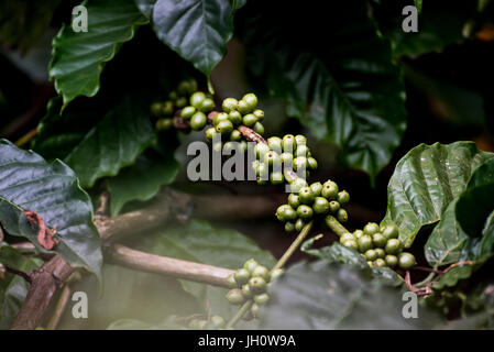 Kaffeeplantage in Coorg Karnataka Indien Stockfoto