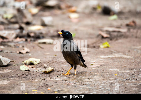 Dschungel Myna der south Indian Rennen zeigen blaue Iris - Acridotheres fuscus Stockfoto