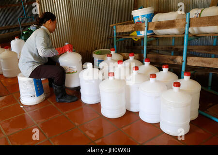 1001 Brunnen Wasser Unternehmen. Mitarbeiter Reinigung Korbflaschen. Kambodscha. Stockfoto