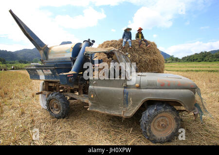 Landwirtschaft. Reisfeld. Lao Bauern ernten Reis in ländlichen Landschaft. Laos. Stockfoto