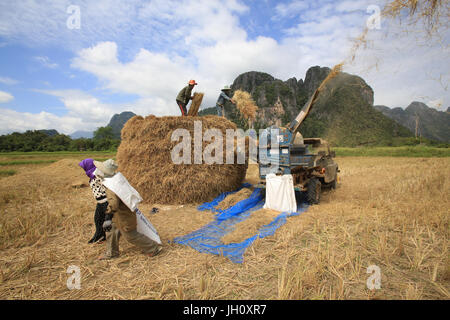 Landwirtschaft. Reisfeld. Lao Bauern ernten Reis in ländlichen Landschaft. Laos. Stockfoto