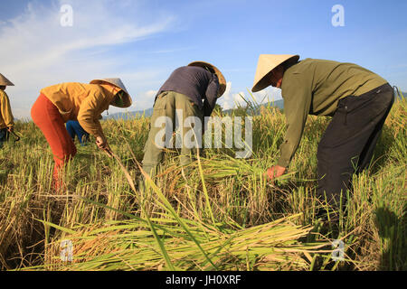 Bauern arbeiten in Reisfeldern in ländlichen Landschaft. Laos. Stockfoto