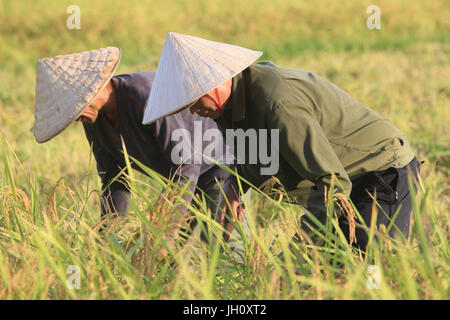 Bauern arbeiten in Reisfeldern in ländlichen Landschaft. Laos. Stockfoto