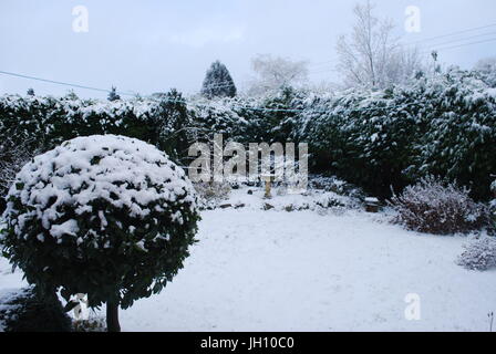 schneebedeckte Garten einschließlich Leylandii-Hecke und standard Lorbeerbaum Stockfoto