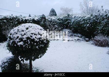 schneebedeckte Garten einschließlich Leylandii-Hecke und standard Lorbeerbaum Stockfoto