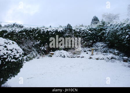 schneebedeckte Garten einschließlich Leylandii-Hecke und standard Lorbeerbaum Stockfoto