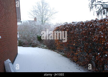 schneebedeckte Garten einschließlich Leylandii-Hecke und standard Lorbeerbaum Stockfoto