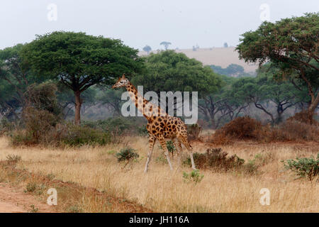 Giraffe im Murchison Nationalpark. Uganda. Stockfoto